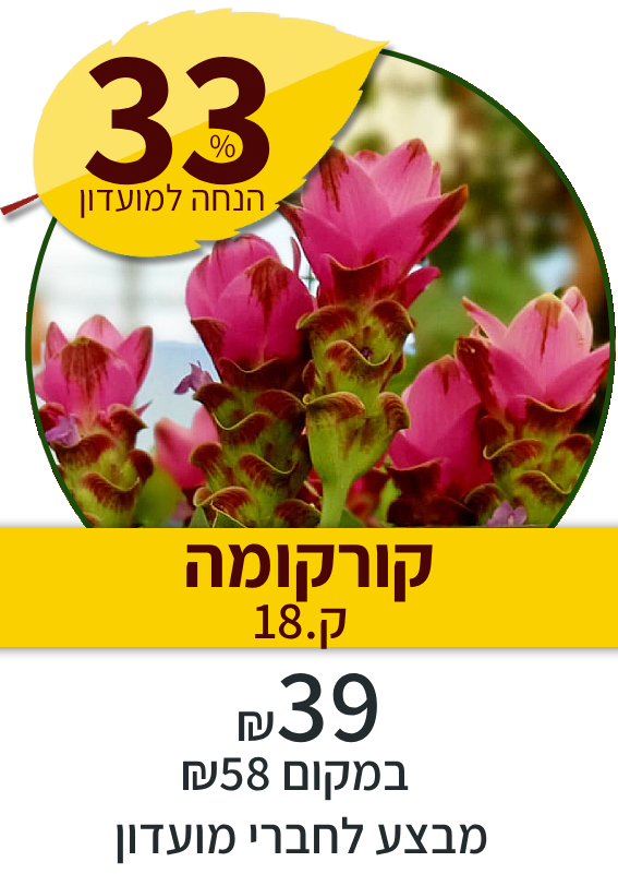 קורקומה